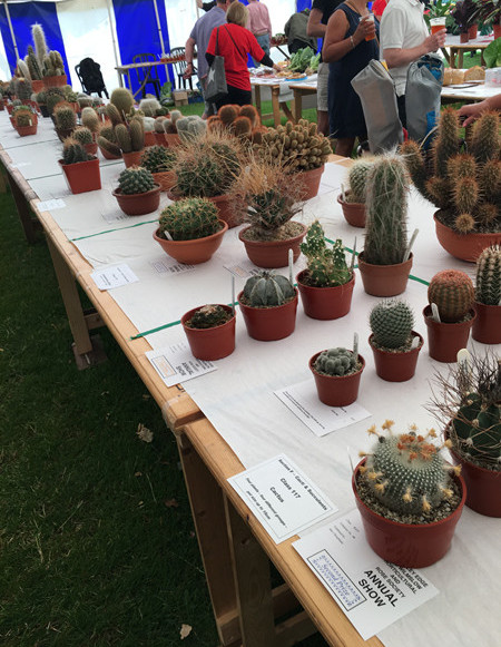 Cacti and succulents at Wilmslow Show 2019